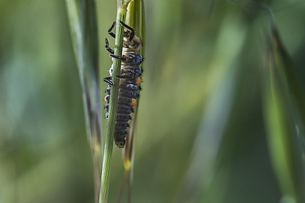animals Insects Nature Plants