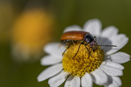 animals Insects Nature Flowers