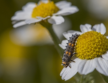 Photography Technics macro animals Reptiles Nature Flowers