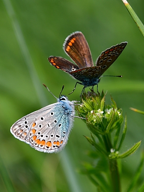 Photography Technics macro animals Butterflies Nature Plants