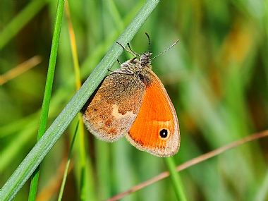 animals Butterflies Nature Plants