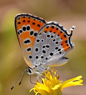 Photography Technics macro animals Butterflies Insects Nature Flowers Israel North Israel