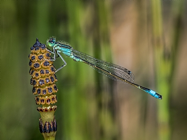 Photography Technics macro animals Insects