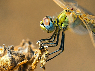 Photography Technics macro animals Insects Israel North Israel
