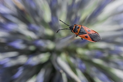 Photography Technics macro animals Insects Nature Flowers