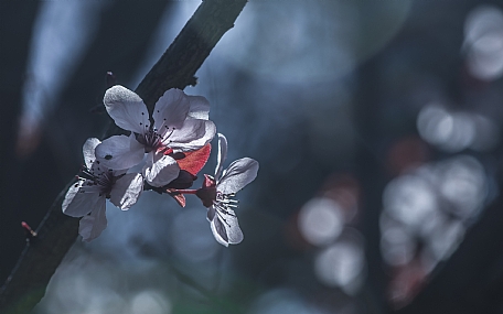 Nature Flowers Seasons & Weather