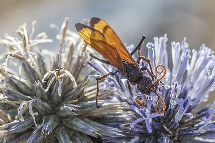 Photography Technics macro animals Insects Nature Flowers