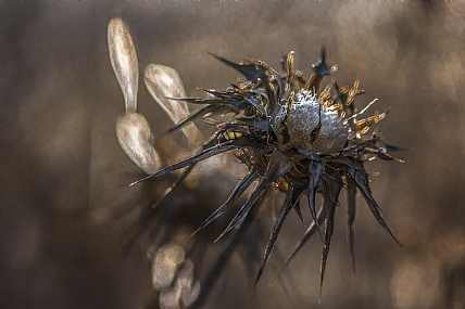 Photography Technics macro Nature Flowers