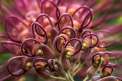 Photography Technics macro Nature Flowers