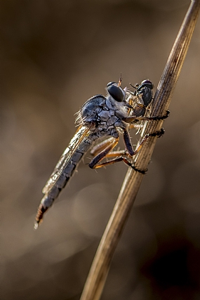 Photography Technics macro animals Insects