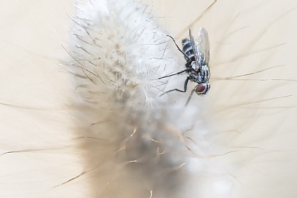 Photography Technics macro animals Insects