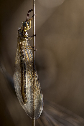 Photography Technics macro animals Insects