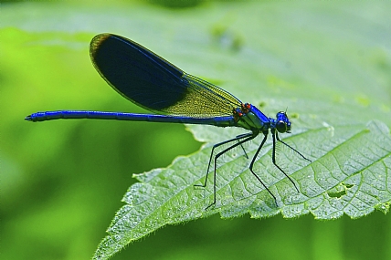 Photography Technics macro animals Insects