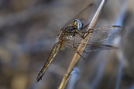Photography Technics macro animals Insects
