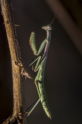 Photography Technics macro animals Insects