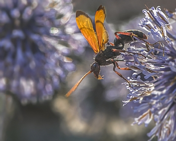 Photography Technics macro animals Insects Nature Flowers