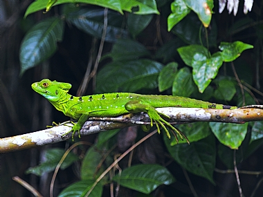 animals Reptiles World & Travel South America