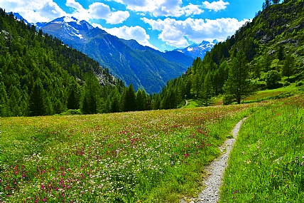 Nature landscape Flowers World & Travel Italy