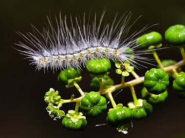 Photography Technics macro animals Insects Nature Plants