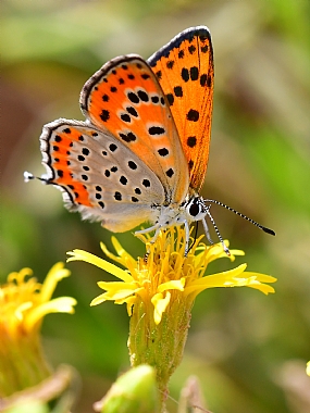 Photography Technics macro animals Butterflies Nature Flowers Israel North Israel