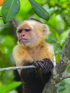 animals monkeys Nature Trees World & Travel South America