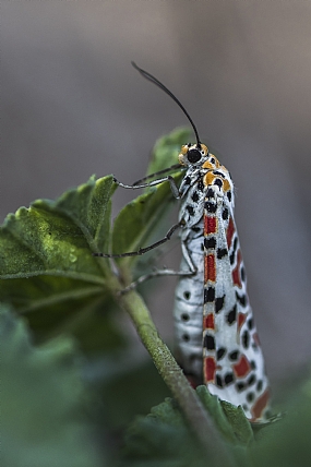 Photography Technics macro animals Butterflies
