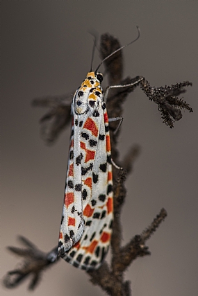 Photography Technics macro animals Insects