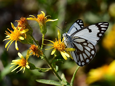 Photography Technics macro animals Butterflies Nature Flowers Plants Israel North Israel