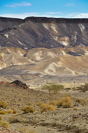 Nature landscape Trees Desert Israel Israel views south of Israel