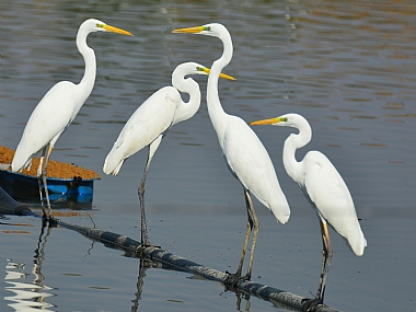 animals Birds Nature water Israel North Israel