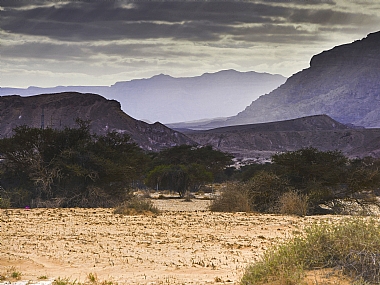 Nature Plants Desert Israel Eilat