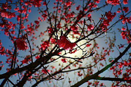 Nature Trees Flowers