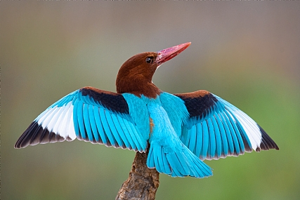 nikon d7200 wildlife