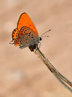 Photography Technics macro animals Butterflies Insects Israel North Israel