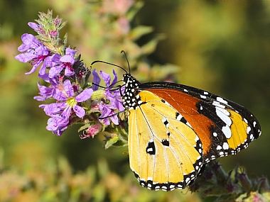 Photography Technics macro animals Butterflies Insects Nature Flowers Plants Israel North Israel