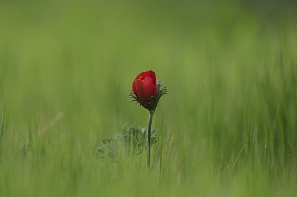 Photo by:  