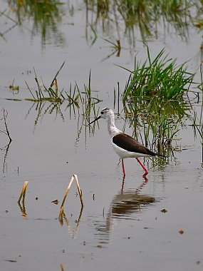 animals Birds Nature water Seasons & Weather Israel North Israel