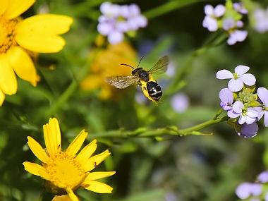 Photography Technics macro animals Bees Nature Flowers Israel North Israel