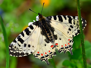 animals Butterflies Israel North Israel