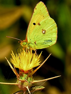 Photography Technics macro animals Butterflies Nature Flowers Israel North Israel