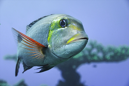 animals Fish Israel Eilat