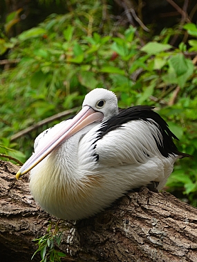 animals Birds Nature Plants