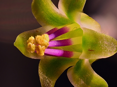 Photography Technics macro Nature Flowers post production Processing & effects