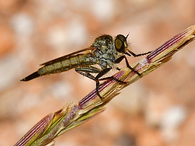 Photography Technics macro animals Insects Nature Plants Israel North Israel