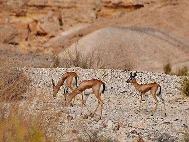 animals Mammals Nature Desert Israel south of Israel