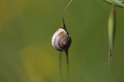 animals Insects Reptiles