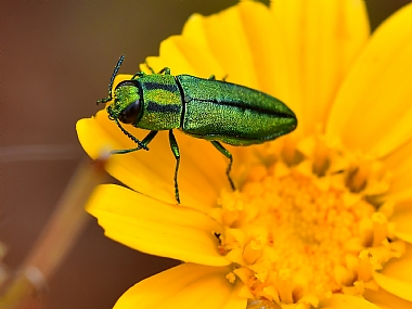 Photography Technics macro animals Insects Nature Flowers Israel North Israel