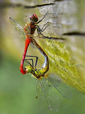 Photography Technics macro animals Insects