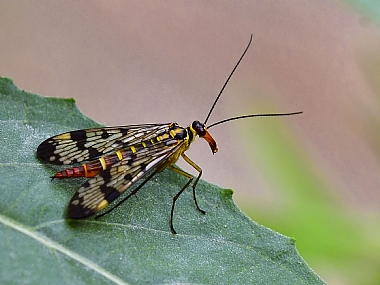 Photography Technics macro animals Insects Nature Plants