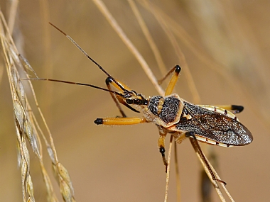 Photography Technics macro animals Insects Nature Plants Israel North Israel